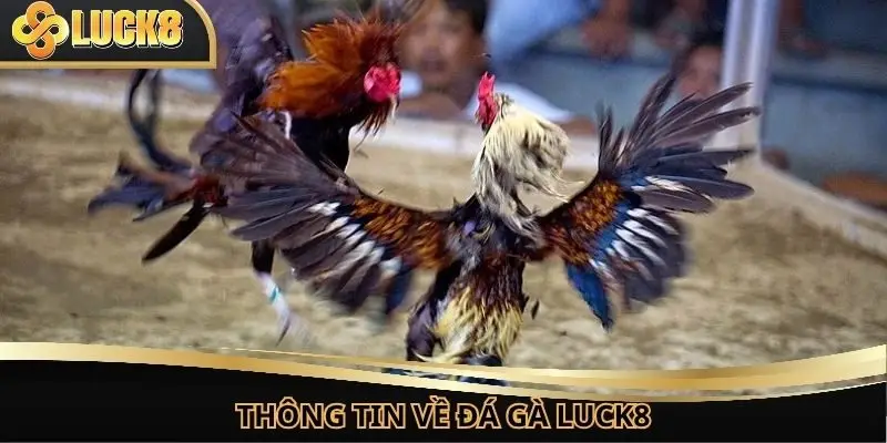 Thông tin về chuyên mục đá gà Luck8 trực tuyến